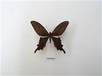 藏品(鳳蝶)的圖片